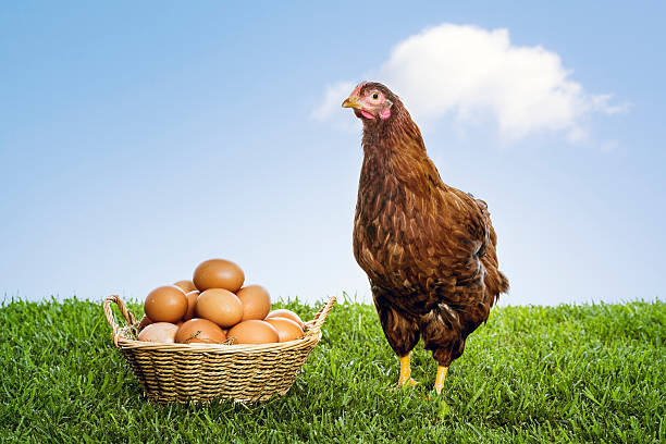 Free Range Eggs